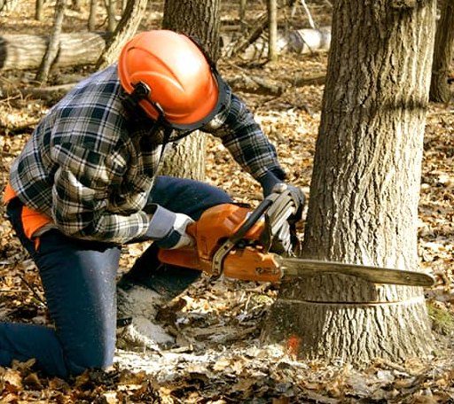 Tree Removal in Pine Prairie, LA